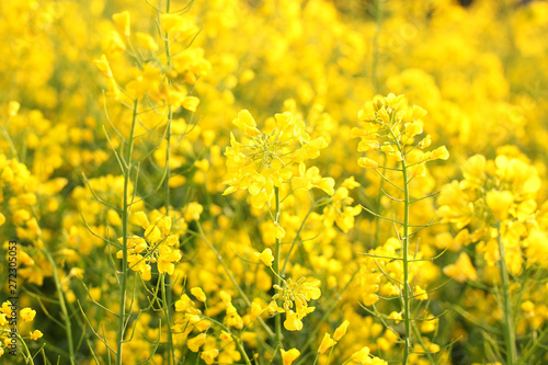 Scenic rural landscape with yellow rape, rapeseed or canola field. Rapeseed field, Blooming canola flowers close up. Rape on the field in summer. Bright Yellow rapeseed oil. Flowering rapeseed © stock_studio