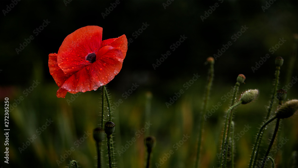 Obraz premium In the sunlight, a beautiful creation.After the rain, droplets on the poppy petals.Textured, close-up poppy freshness.Dew on poppy buds and petals.Attractive, bright, red color.
