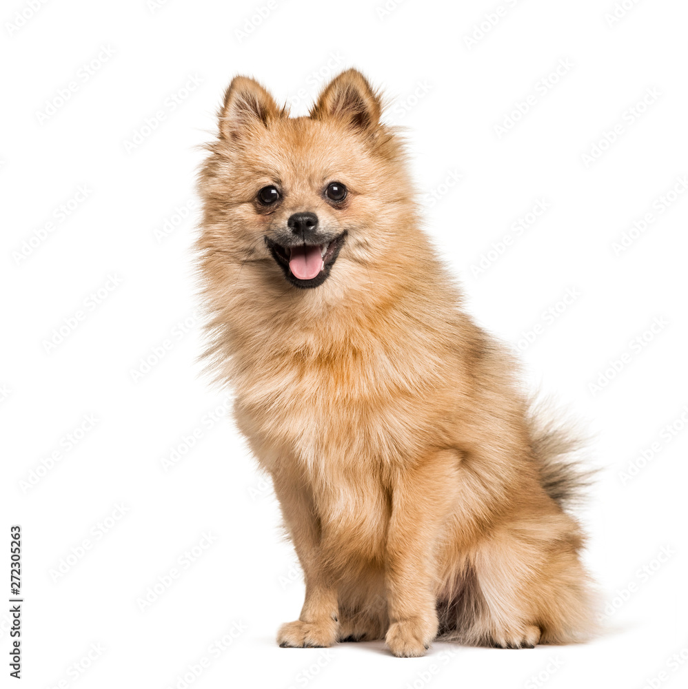 Pomeranian , 7months, sitting against white background Pomeranian , 7months, sitting against white background