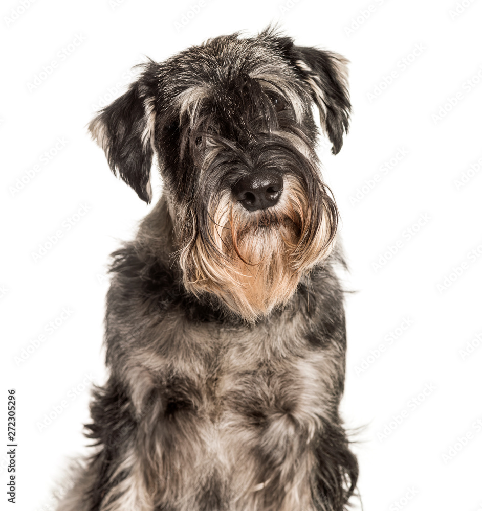 Standard Schnauzer looking at camera against white background Standard Schnauzer looking at camera against white background
