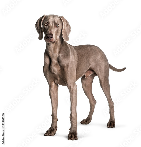 Weimaraner standing against white background