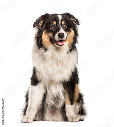 Australian Shepherd sitting against white background