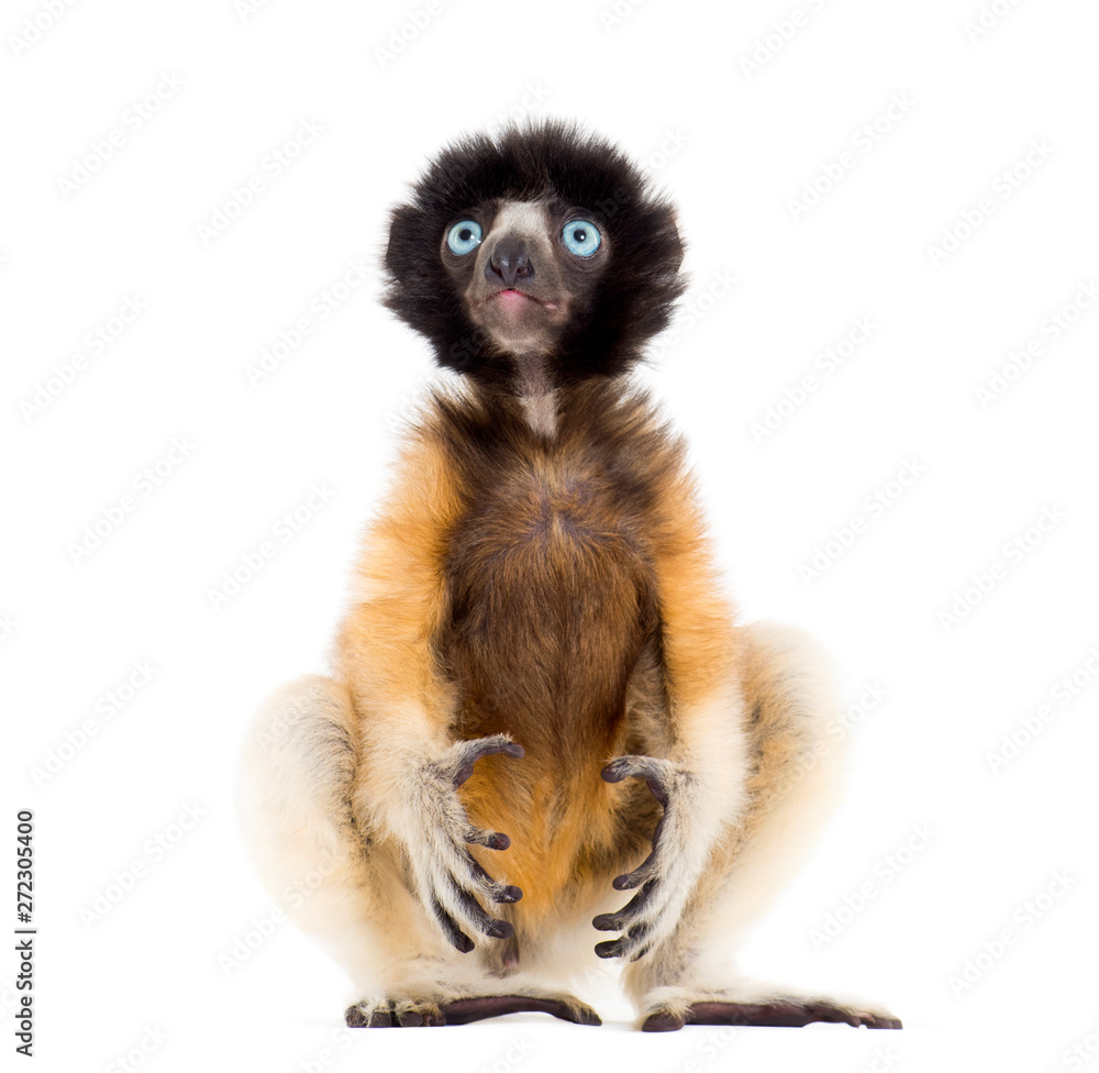 Fototapeta premium 4 months old baby Crowned Sifaka sitting against white