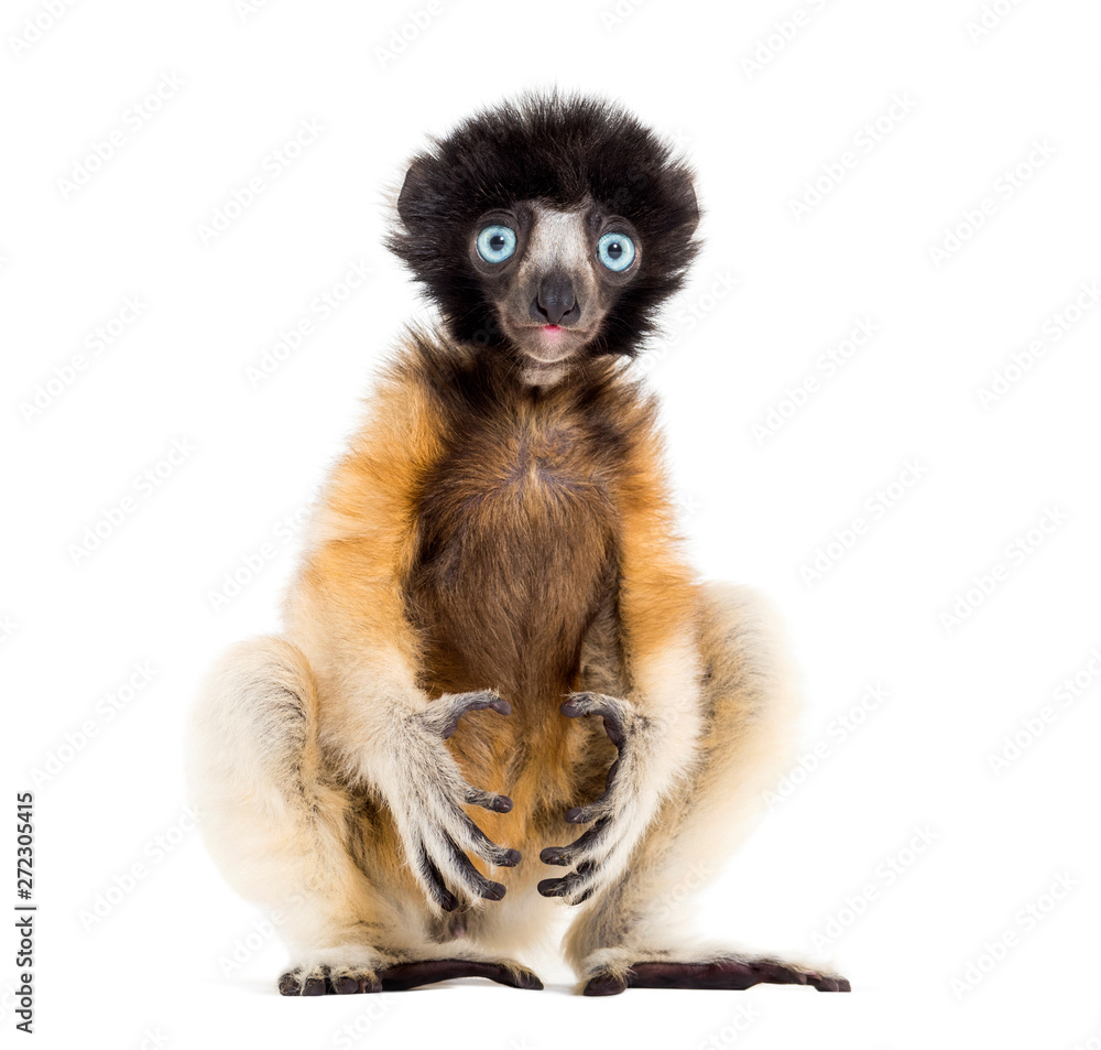 Fototapeta premium 4-miesięczne dziecko Koronowany Sifaka siedzi przed białym