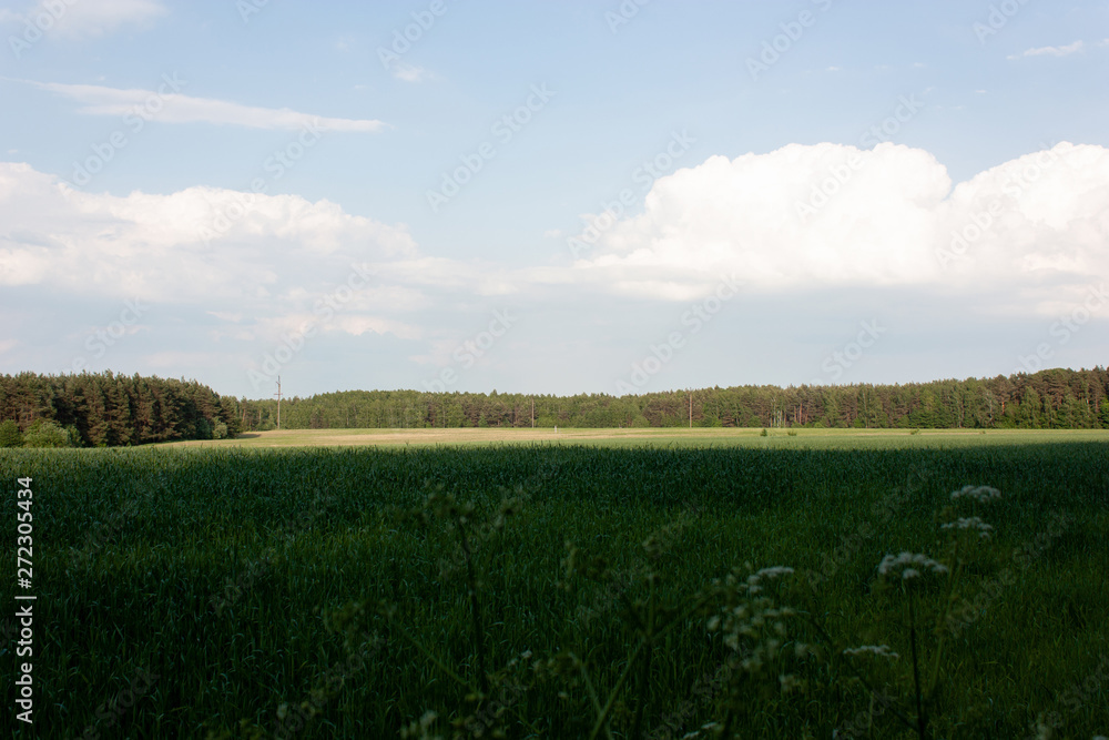 Fototapeta premium Spring landscape with green field, forest, contrast of light and shadow in the rays of the setting sun.