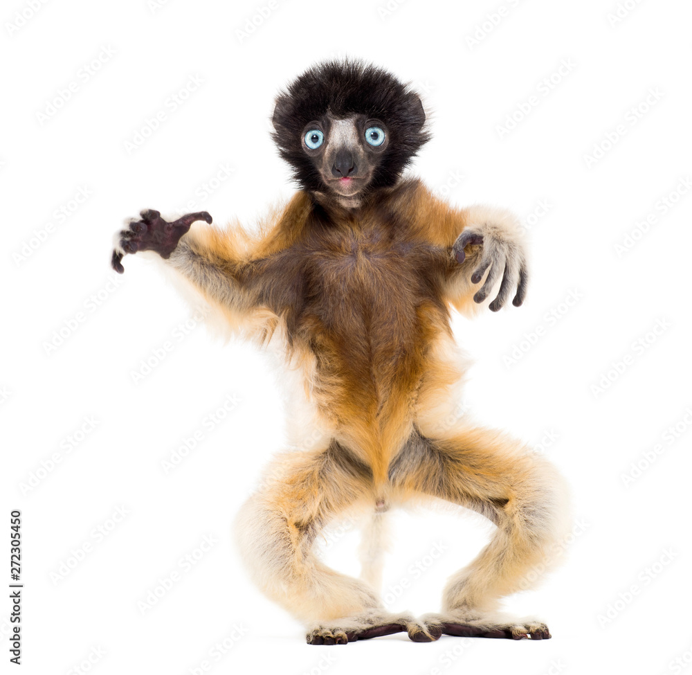Fototapeta premium 4 months old baby Crowned Sifaka standing against white