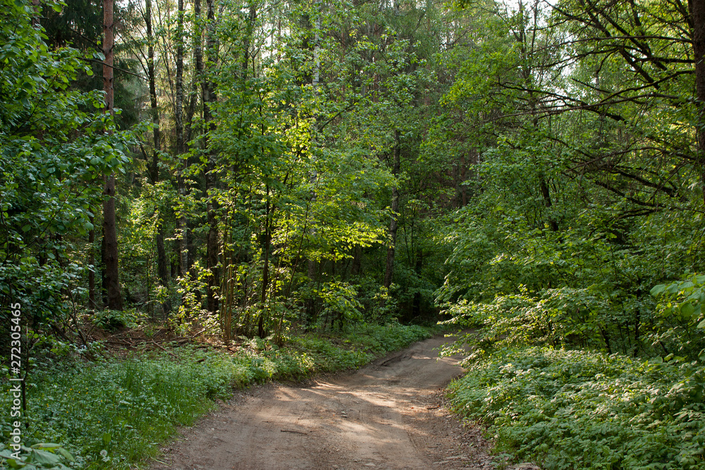Fototapeta premium Spring green forest in the rays of the setting sun and the forest road separating it.