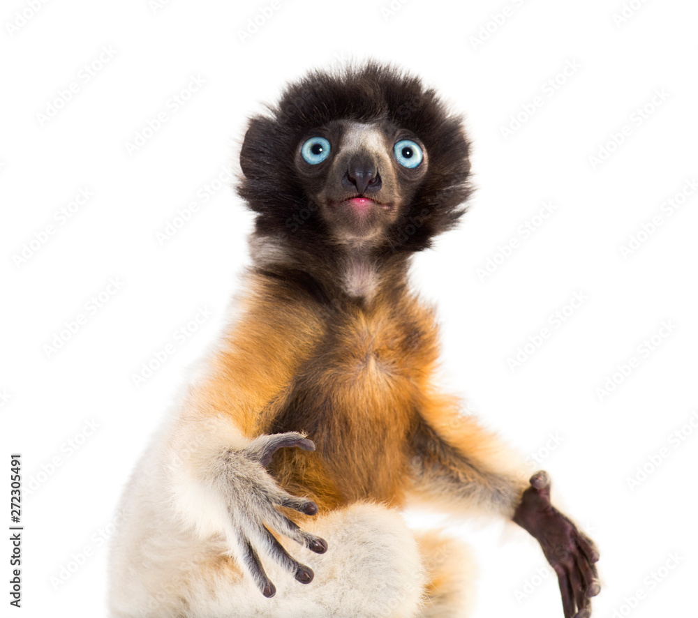 Fototapeta premium Close-up of 4 months old baby Crowned Sifaka