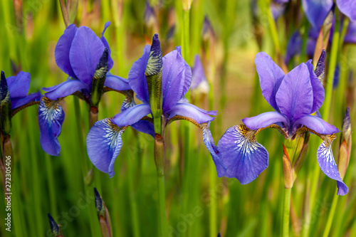 Fototapeta Naklejka Na Ścianę i Meble -  Natural background of blue-violet flowers and stalks of Siberian Iris.