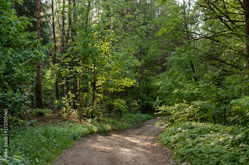 Spring green forest in the rays of the setting sun and the forest road separating it.