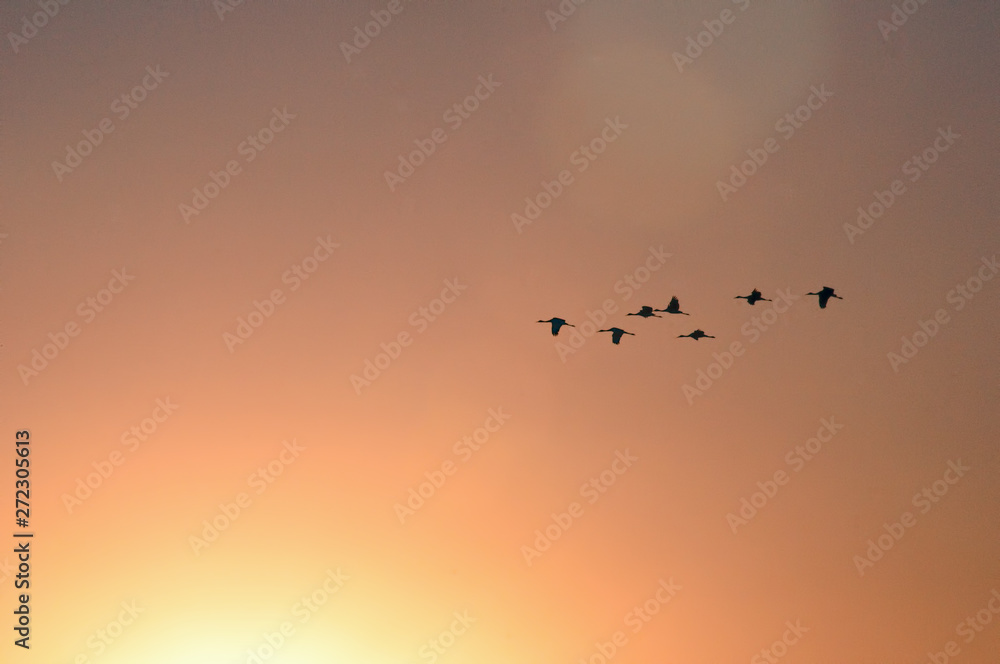 Sandhill Cranes toward Sunset