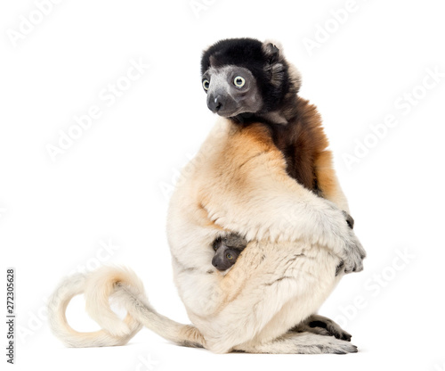 Photography Mother Crowned Sifaka and her two months old baby sitting