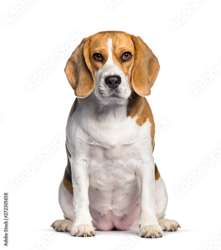 Beagle sitting against white background