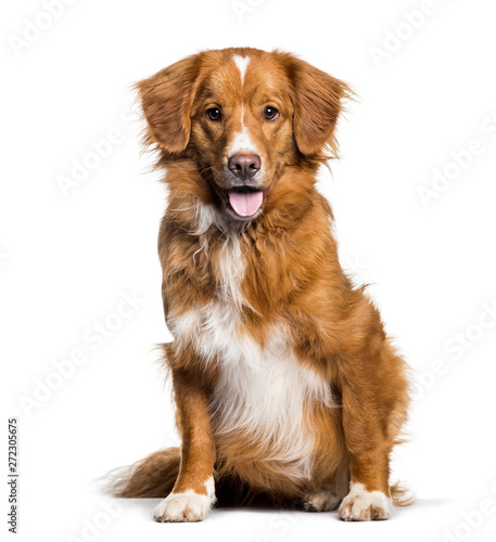 Panting Toller, 2 months, sitting against white background photo