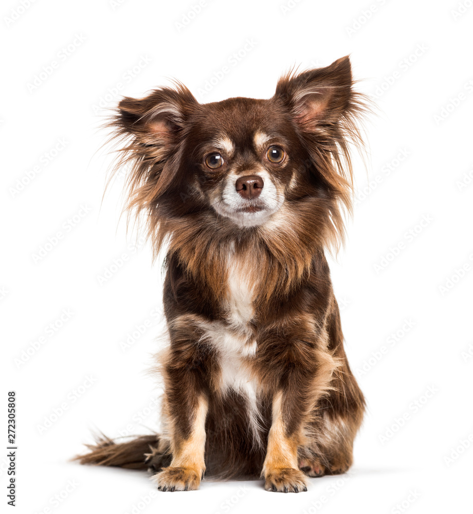 Chihuahua sitting against white background Chihuahua sitting against white background
