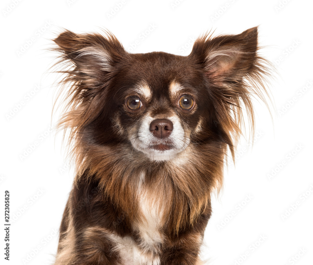 Chihuahua looking at camera against white background