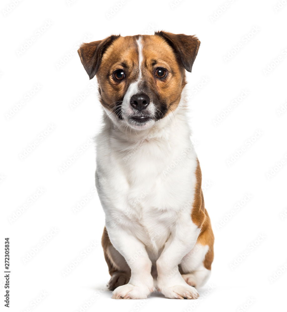 Mixed-breed sitting against white background
