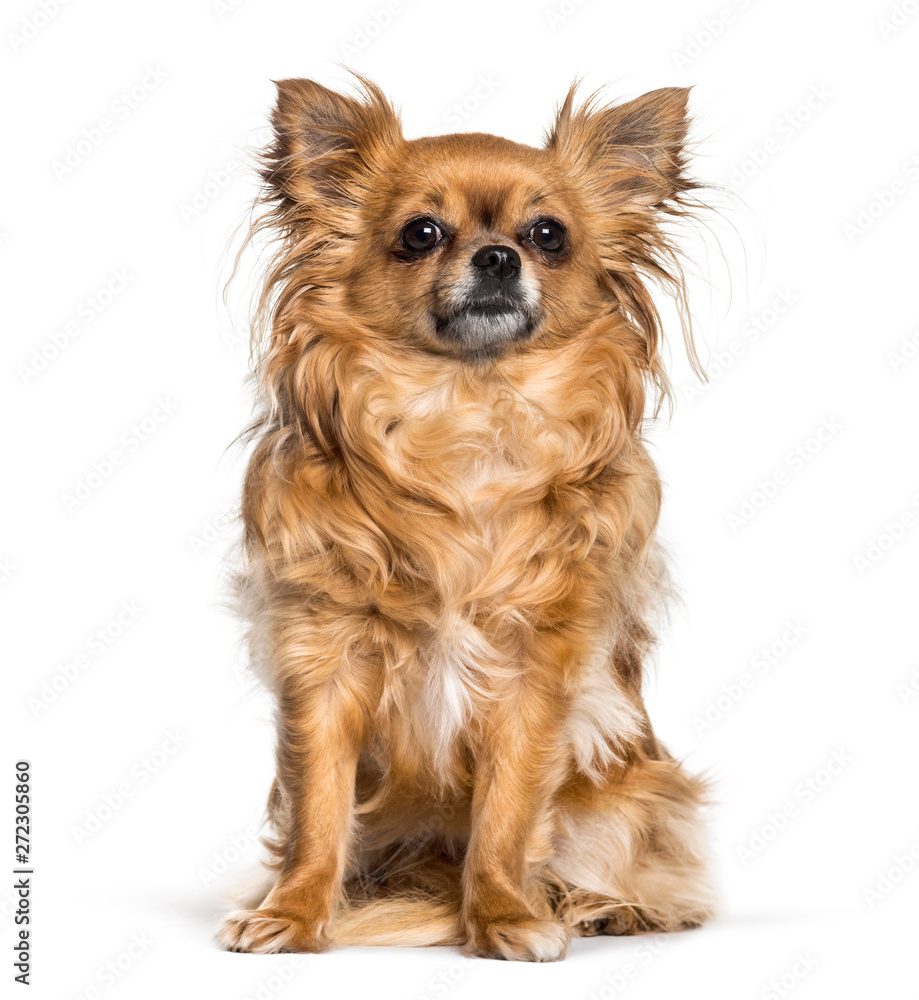 Chihuahua sitting against white background Chihuahua sitting against white background