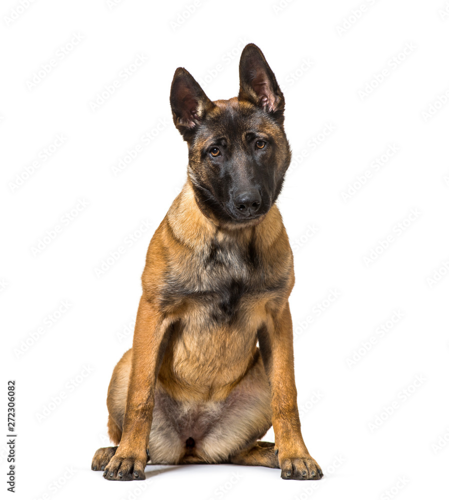 Malinois sitting against white background Malinois sitting against white background