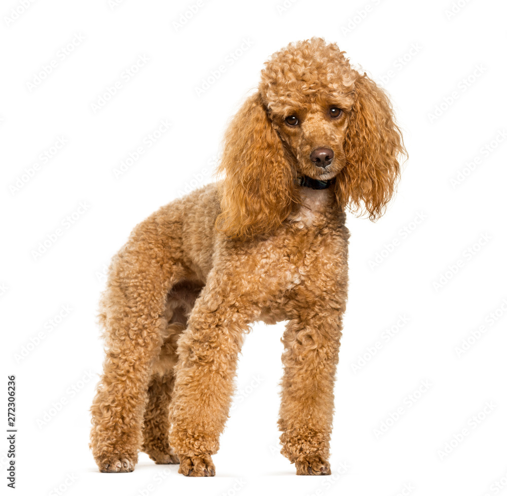 Poodle dog standing against white background Poodle dog standing against white background