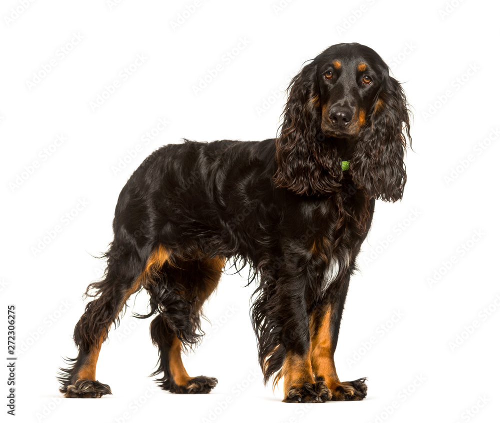 English Cocker Spaniel dog standing against white background English Cocker Spaniel dog standing against white background