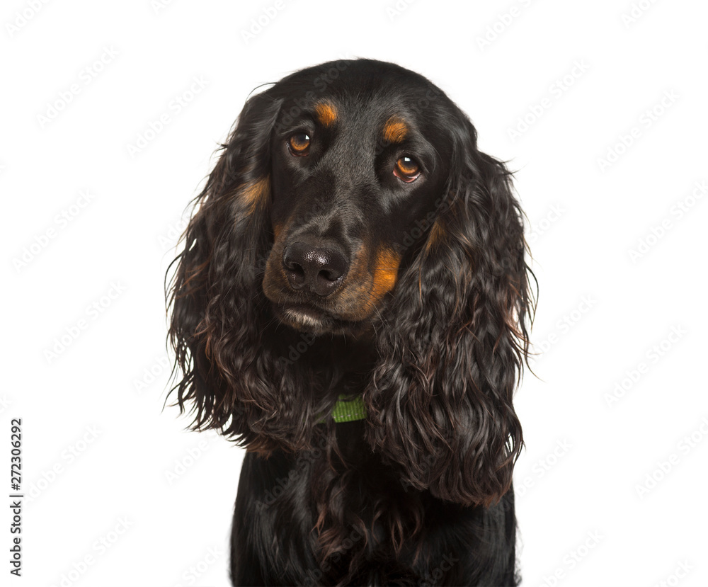 English Cocker Spaniel dog looking at camera against white backg