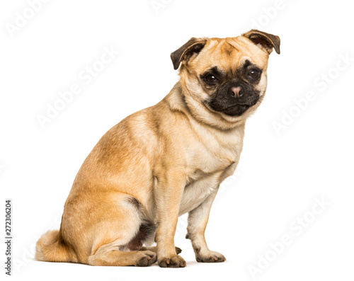 Photos Chug dog is a Mixed-breed between a pug and a Chihuahua sitting
