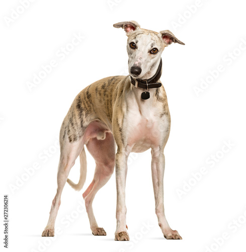 Sighthound dog standing against white background