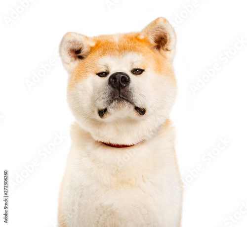 akita inu looking at camera against white background