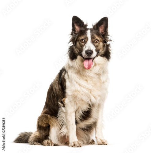 Fototapeta Naklejka Na Ścianę i Meble -  Mixed breed dog sitting against white background