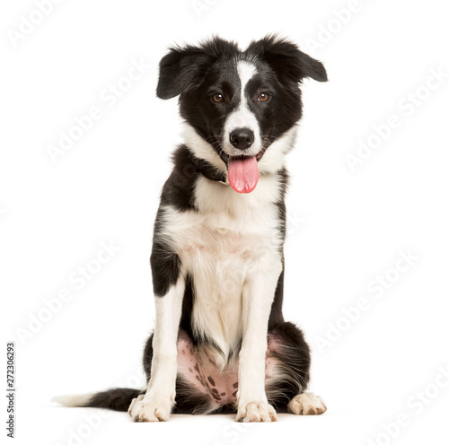 Panting 5 months old puppy border collie dog sitting against white background
