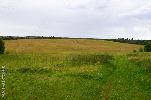 Beautiful field on a summer cloudy day.