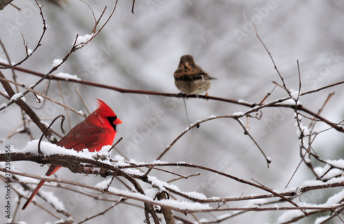 Male Cardinal in Winter © David Arment