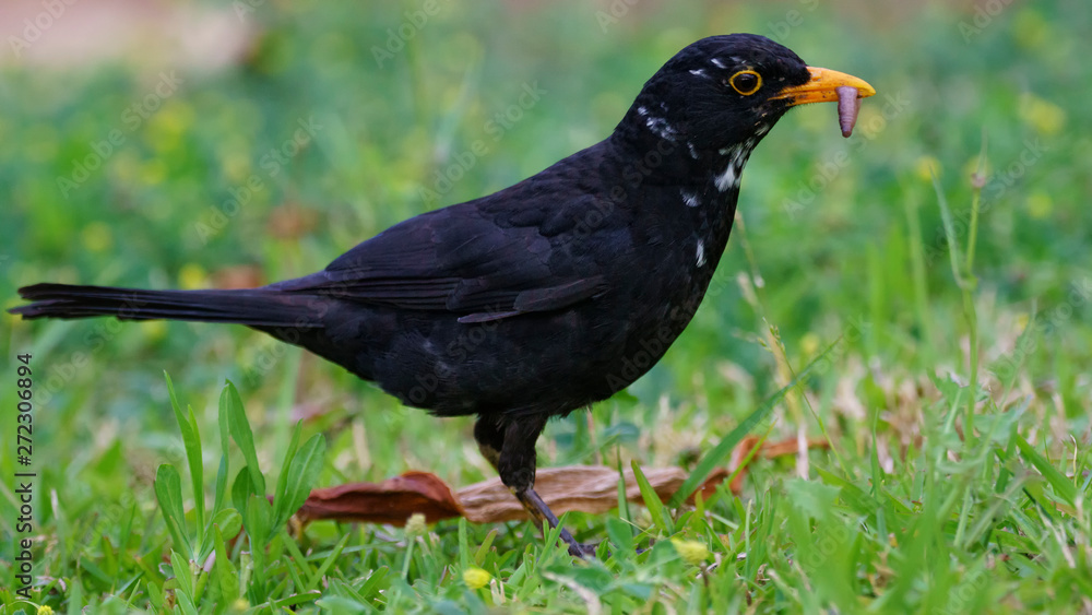 Male Eurasian Blackbird Turdus Merula