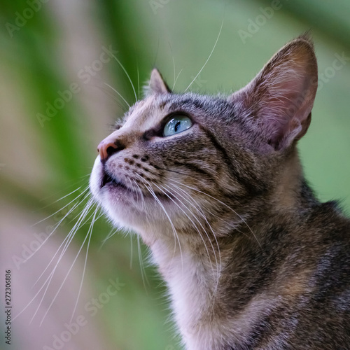 Wild Cat Portrait Profile