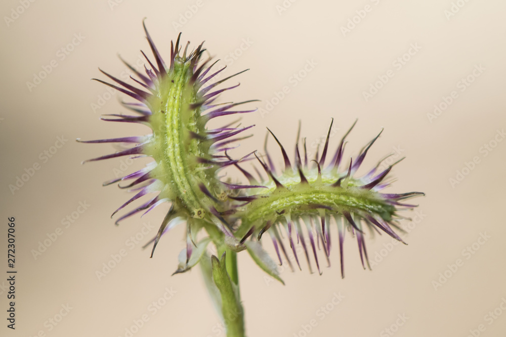 Fototapeta premium Fruits of umbelliferae plant on light brown background