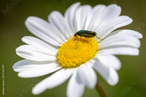Spanish Fly Beetle gathering pollen on a daisy.