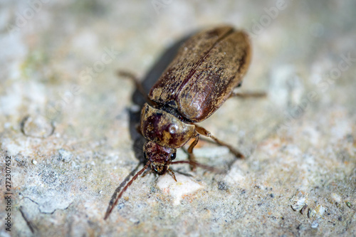 Macro Shot of beetle on ground