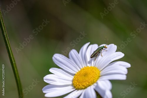 Spanish Fly Beetle gathering pollen on a daisy