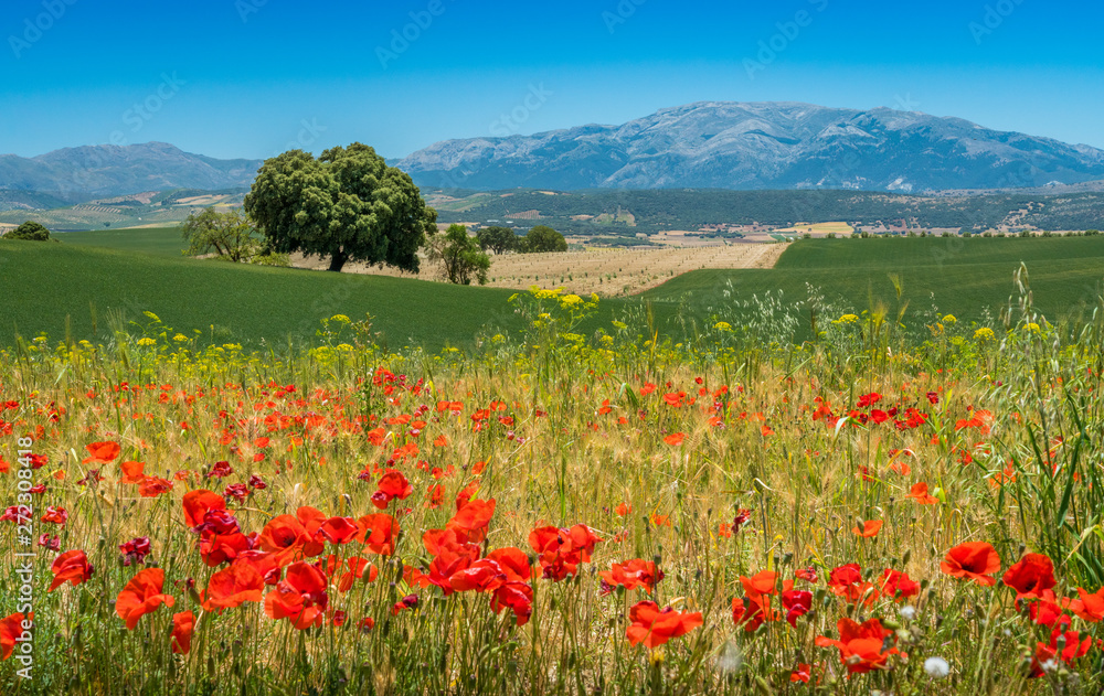 Scenic landscape with poppies near Alhama de Granada, Andalusia, Spain.