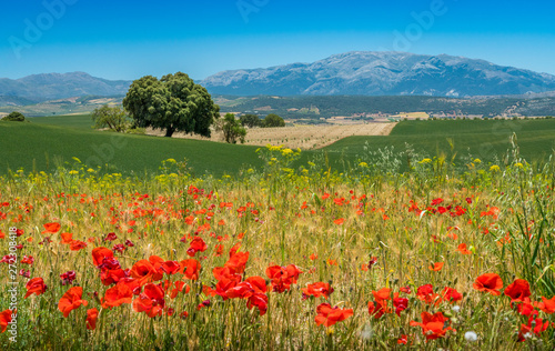 Scenic landscape with poppies near Alhama de Granada  Andalusia  Spain.