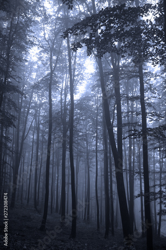 Spooky foggy forest in the morning or evening. 