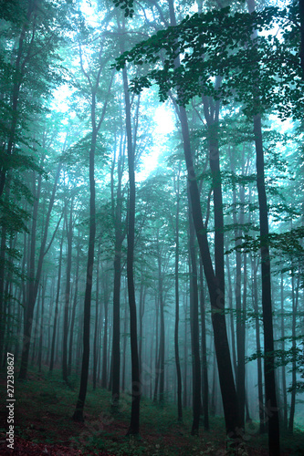 Fototapeta Naklejka Na Ścianę i Meble -  Morning in the mysterious foggy  in fairy tale forest. Magical wood. Turquoise color landscape background. 