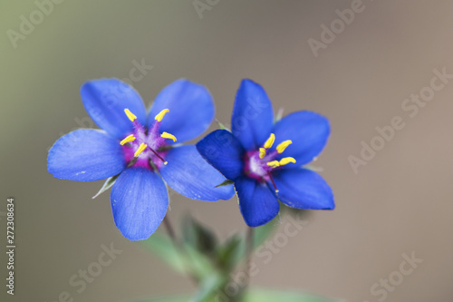 Blue and purple wild plant on brown background