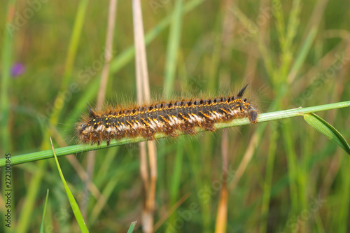 Fluffy caterpillar (Euthrix potatoria) on the grass. Summer day on the green lawn.