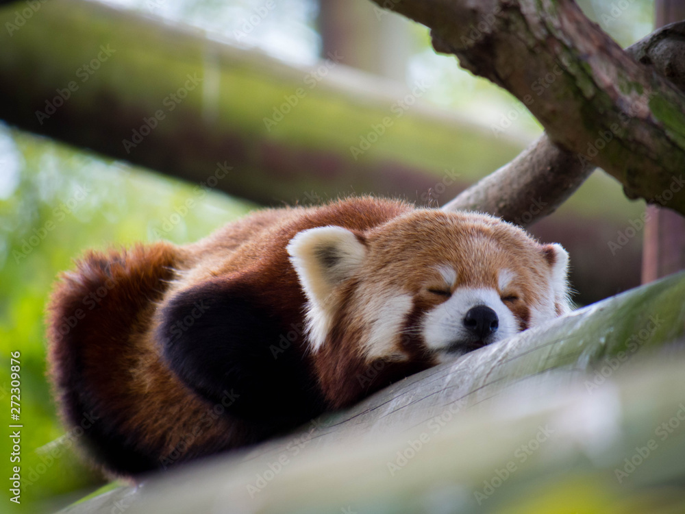 Naklejka premium red panda sleeping