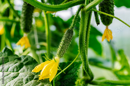 Growth and blooming of greenhouse cucumbers, growing organic food. Young flowering cucumbers on branch in greenhouse. Plant with yellow flowers. Juicy fresh cucumber close-up macro