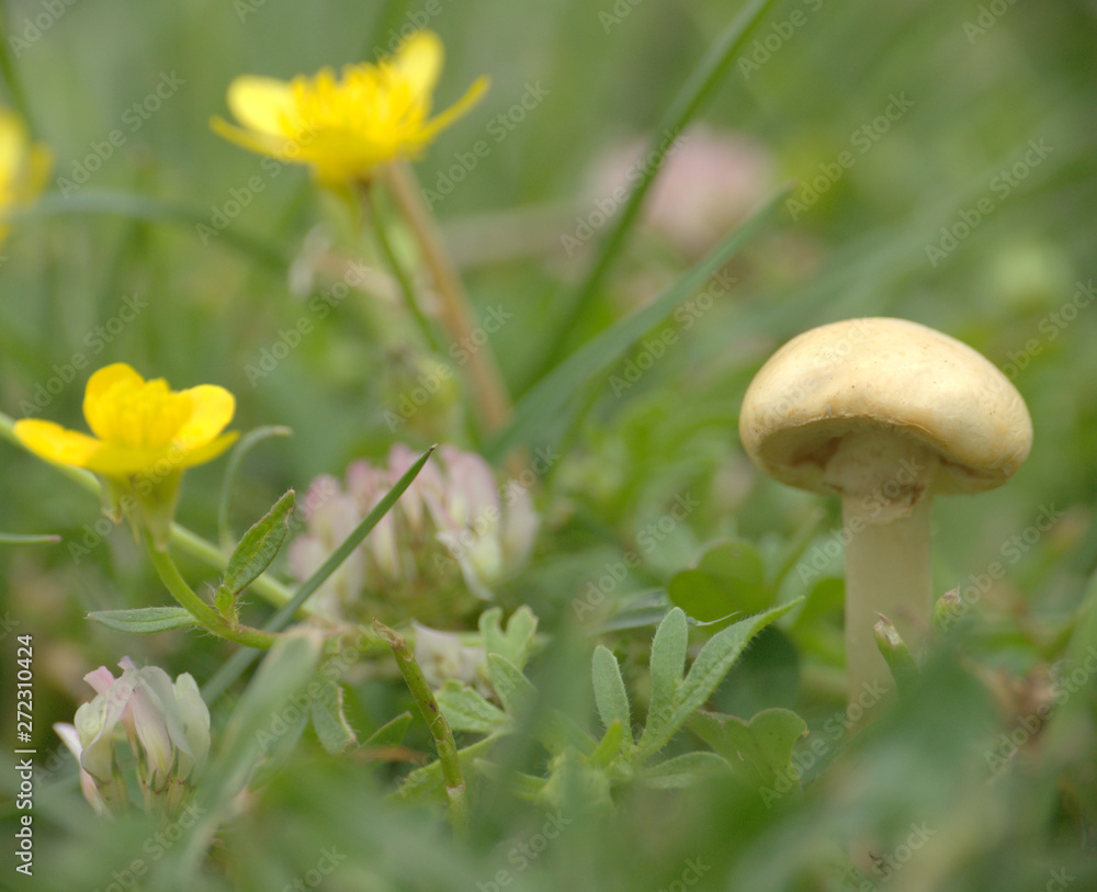 petit champignon blanc isolé dans un pré au printemps petit champignon blanc isolé dans un pré au printemps