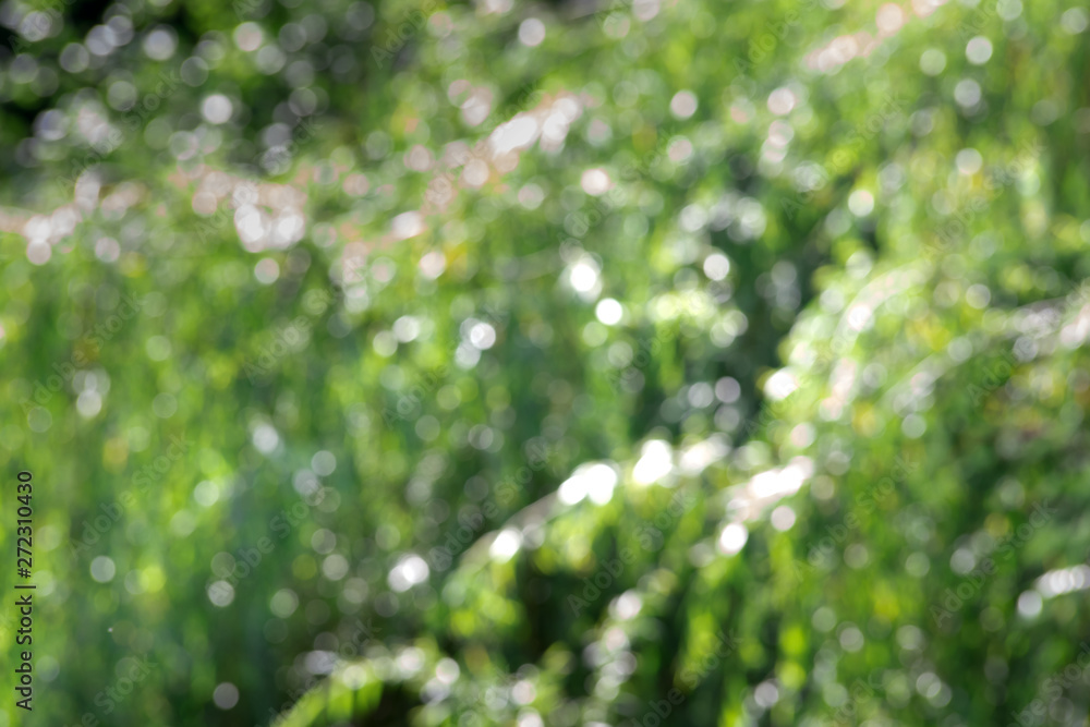 Green bokeh out of focus background from nature forest.Green bokeh abstract.fresh wallpaper concept.