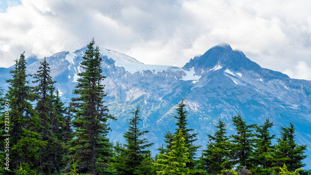 Pine trees and snow capped mountain peaks in background beyond woodlands in Alaska. Scenic landscape view of ice covered range with clouds touching on hike to Upper Dewey Lake in Skagway in autumn.